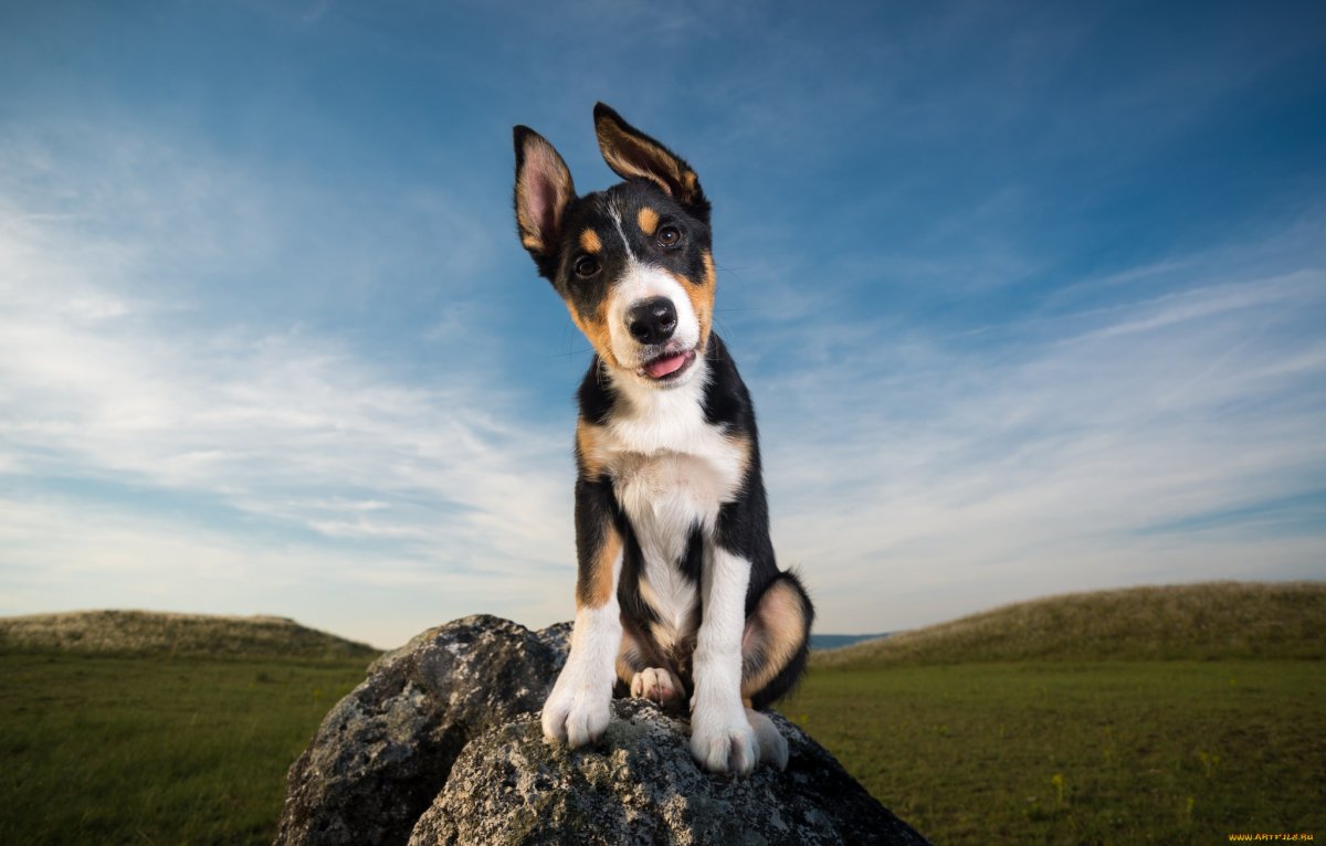 Небесная собака