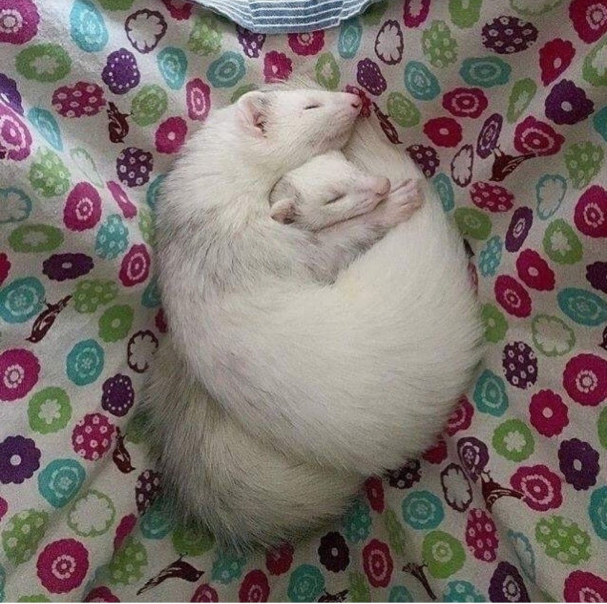 Хорёк Хонорик щенки