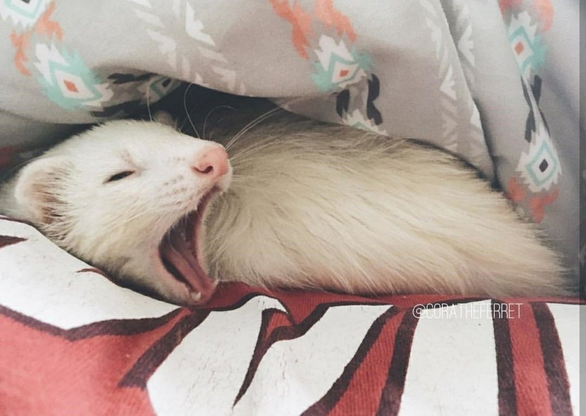 Спящий хорек