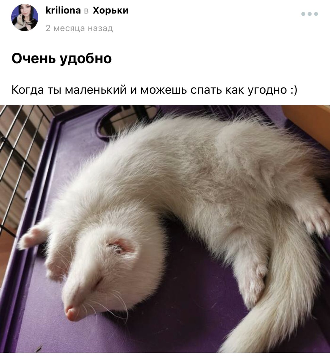 Хорёк на постели белый