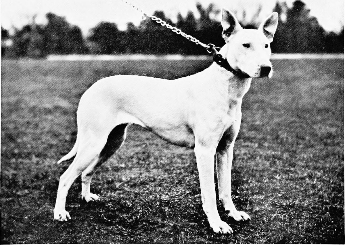 Английский бультерьер 1915