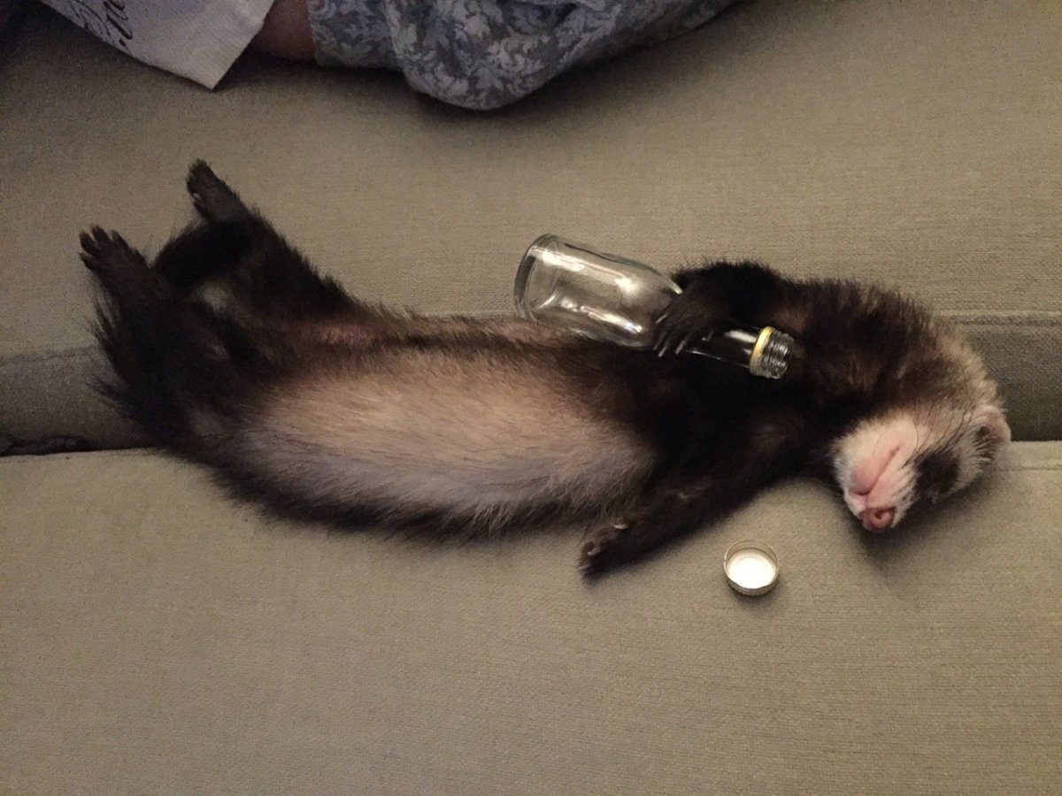 Хорек в одеяле