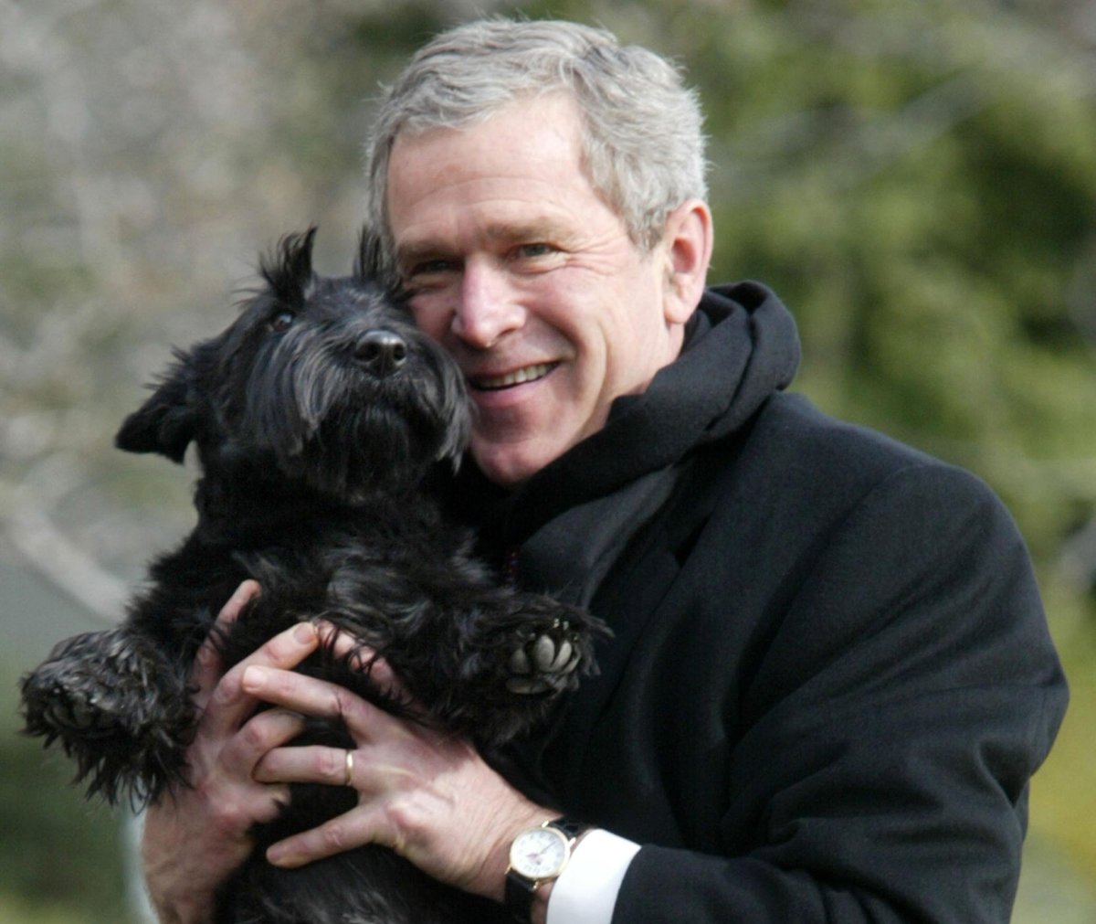 Скотч терьер Барни