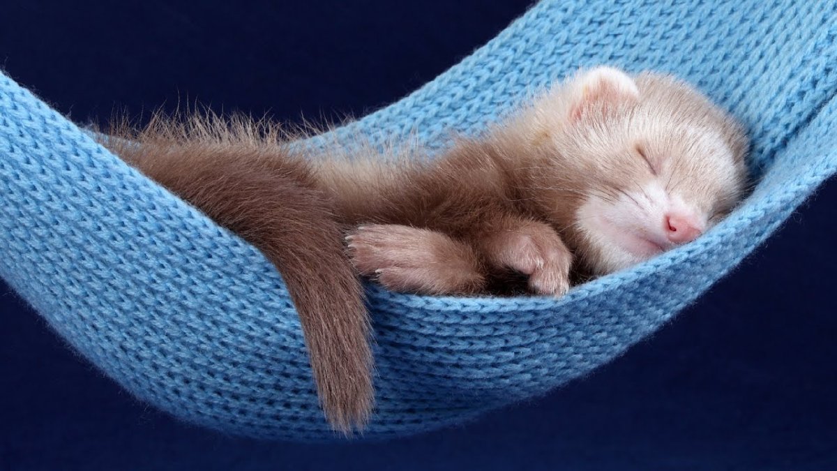 Спящий хорек