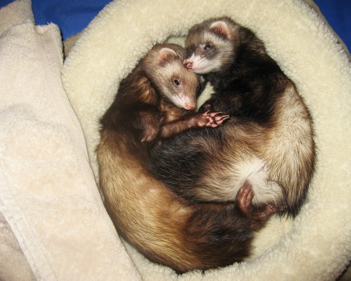 Голодный хорек