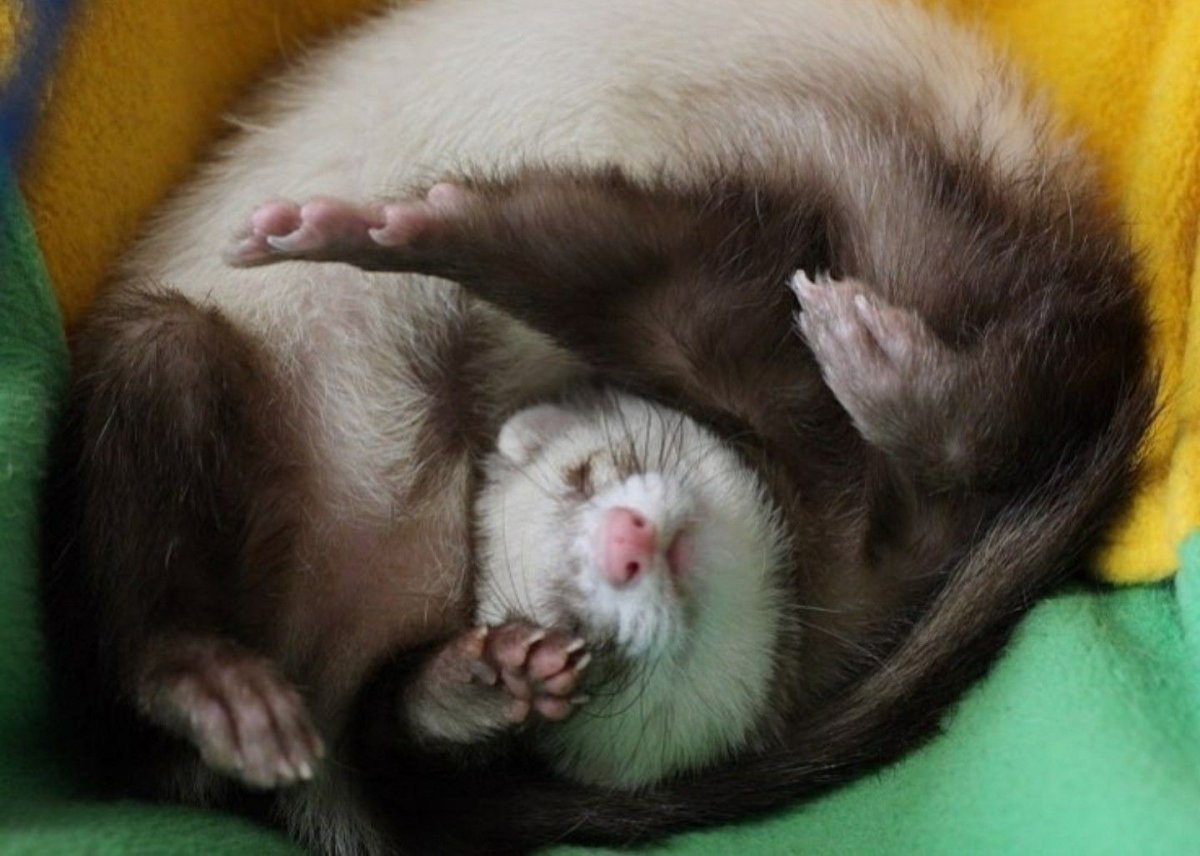 Спокойной ночи хорек