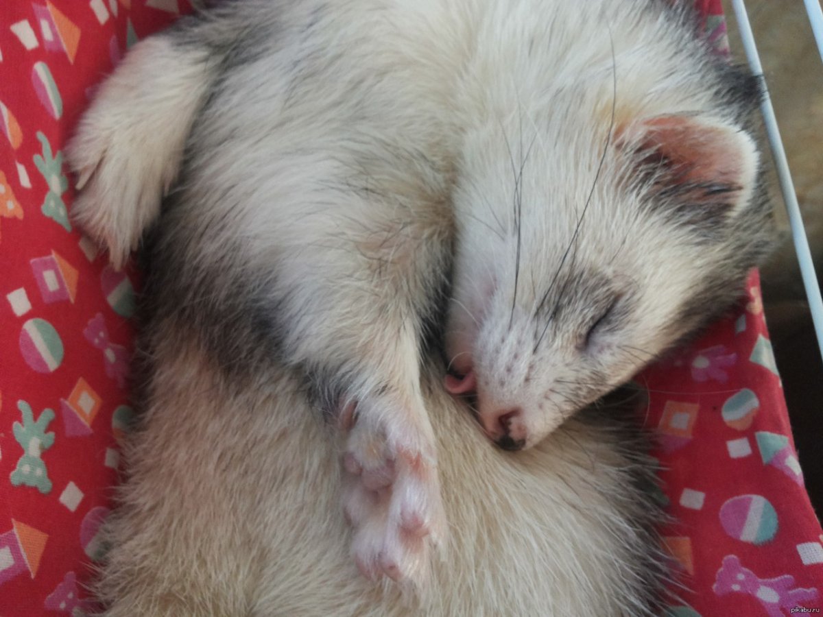 Испанский хорёк