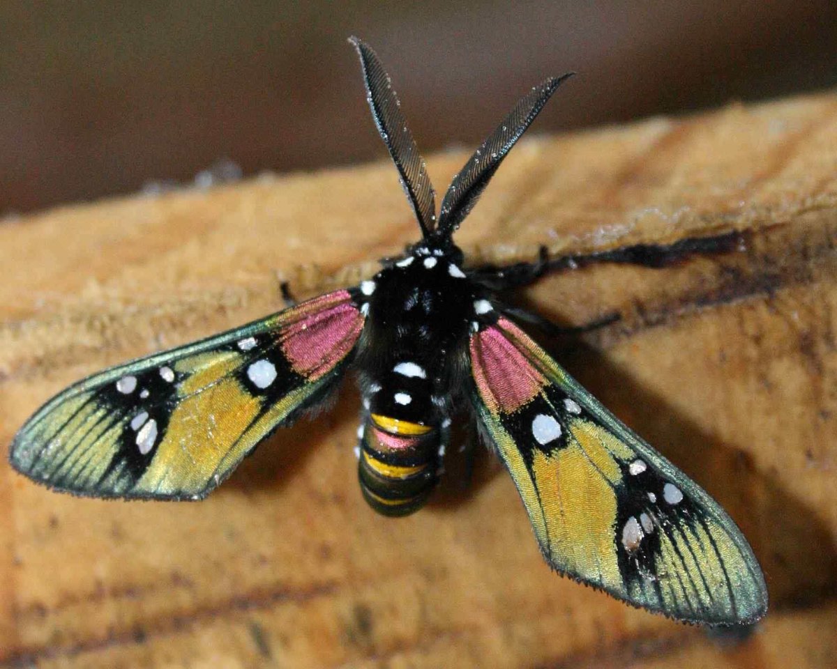 Насекомые тропических лесов