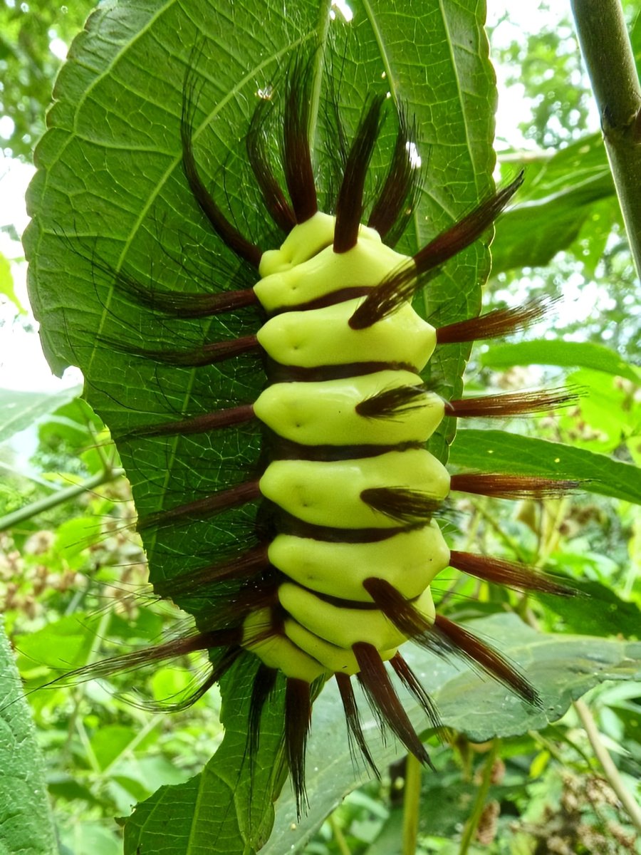 Ядовитые гусеницы Гваделупы