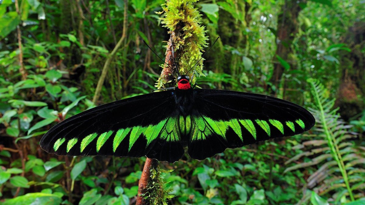 Урания Мадагаскарская