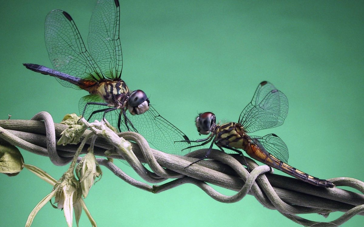 Harlequin Стрекозы