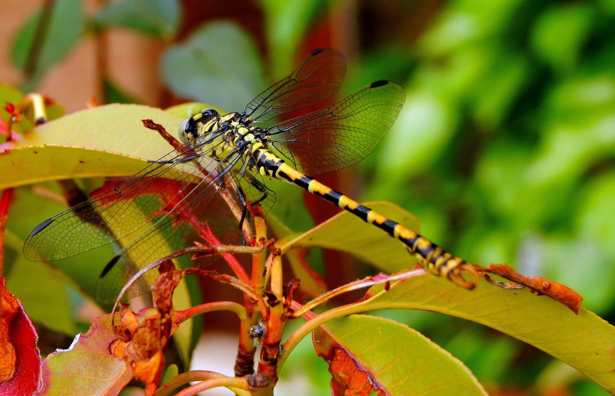 Насекомые джунглей