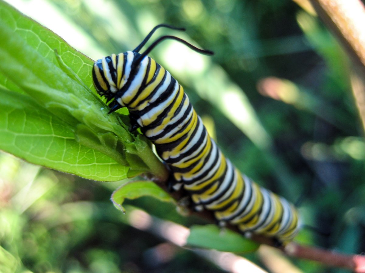 Данаида Монарх гусеница