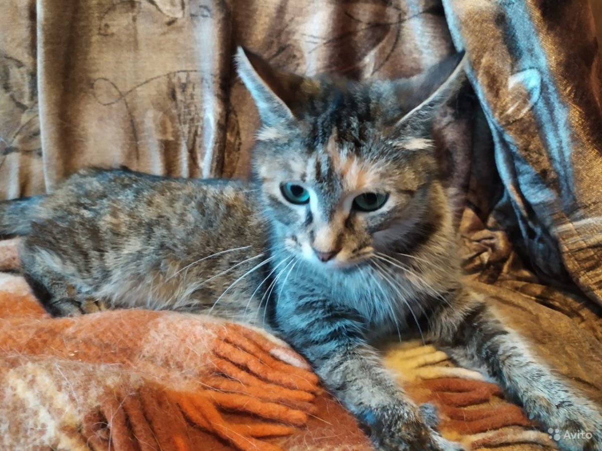 Сибирский крысолов кот