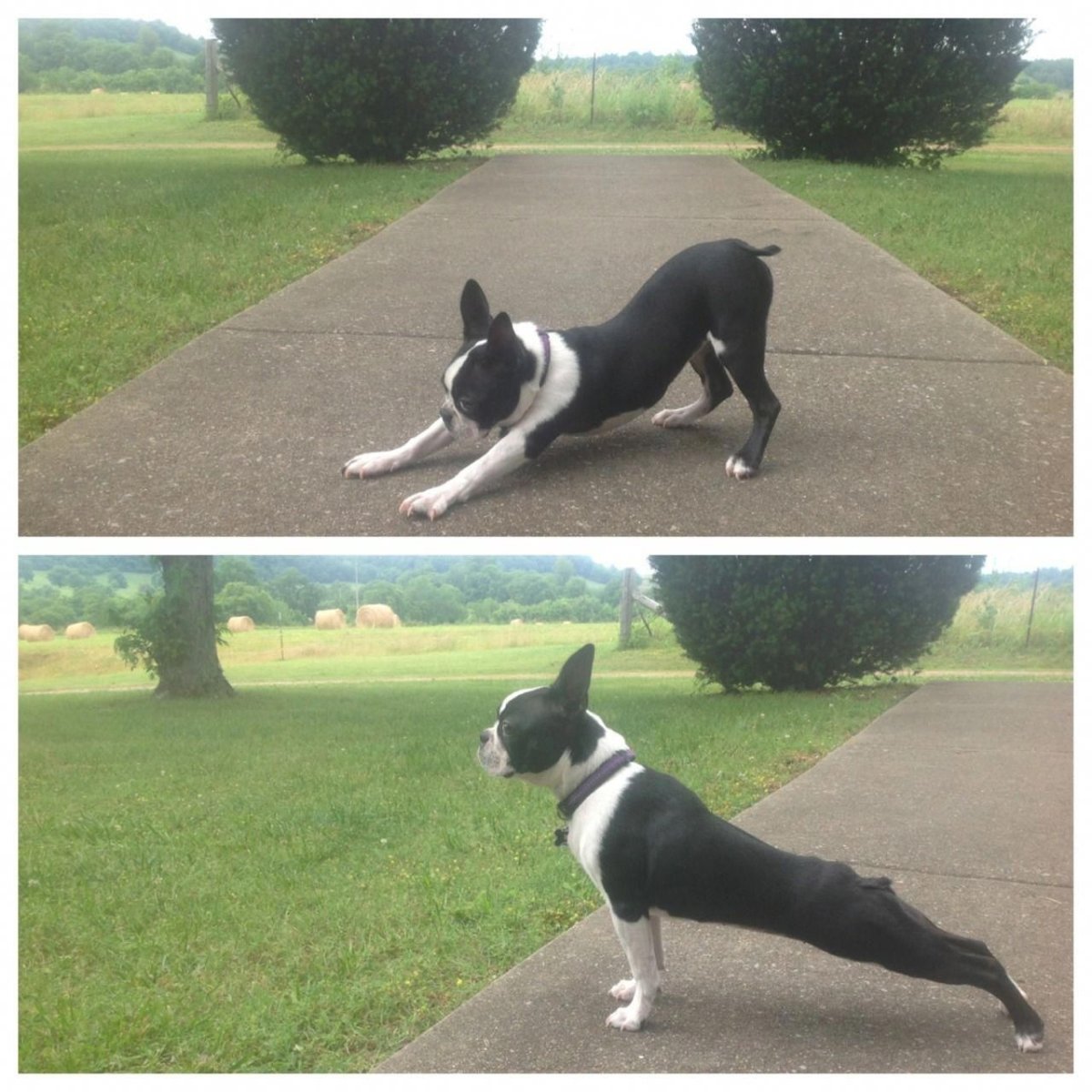 Терьер похожий на французского бульдога