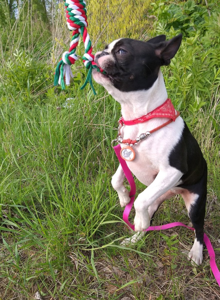 Амстафф и французский бульдог