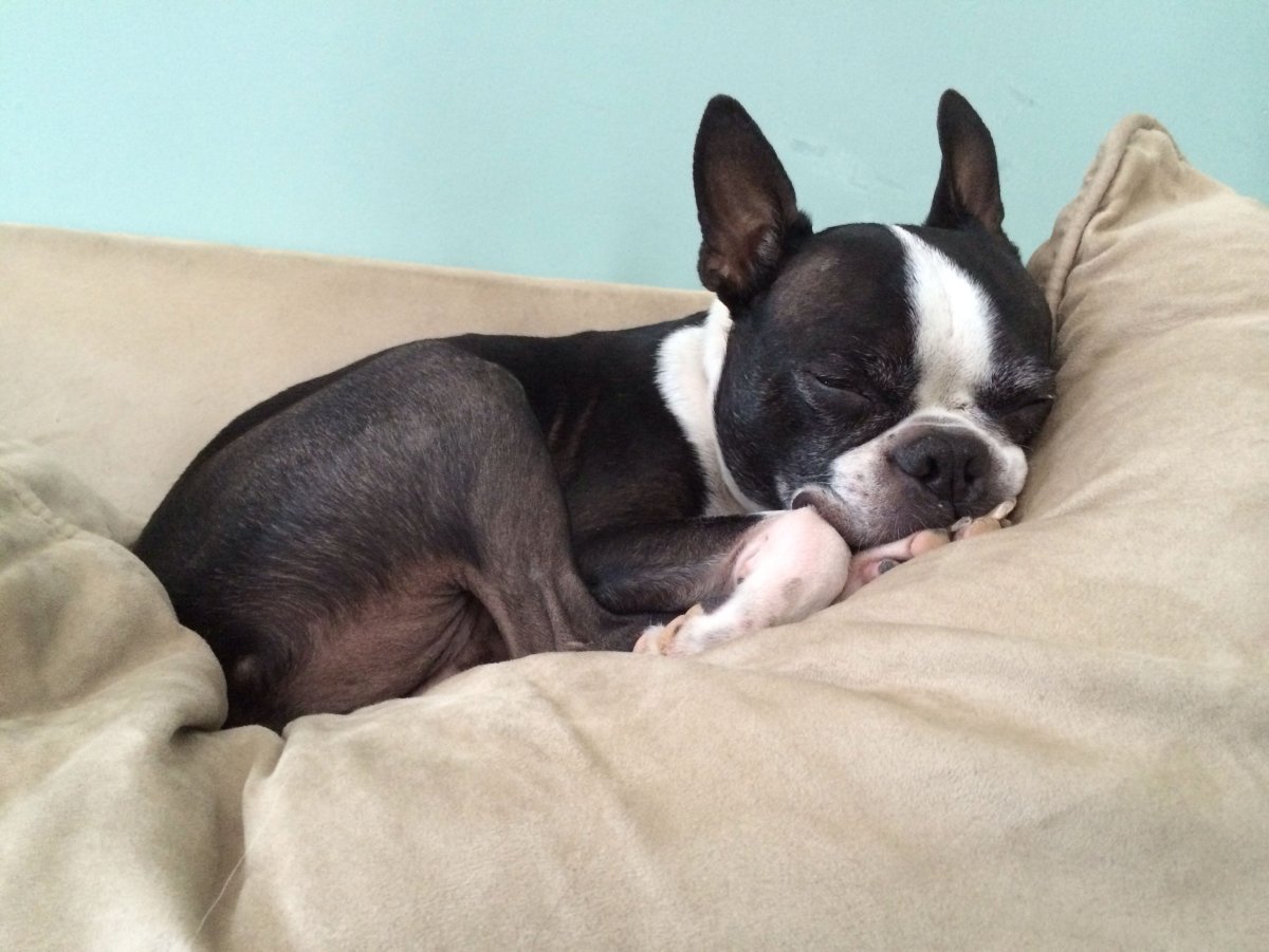 Бостон терьер зубы