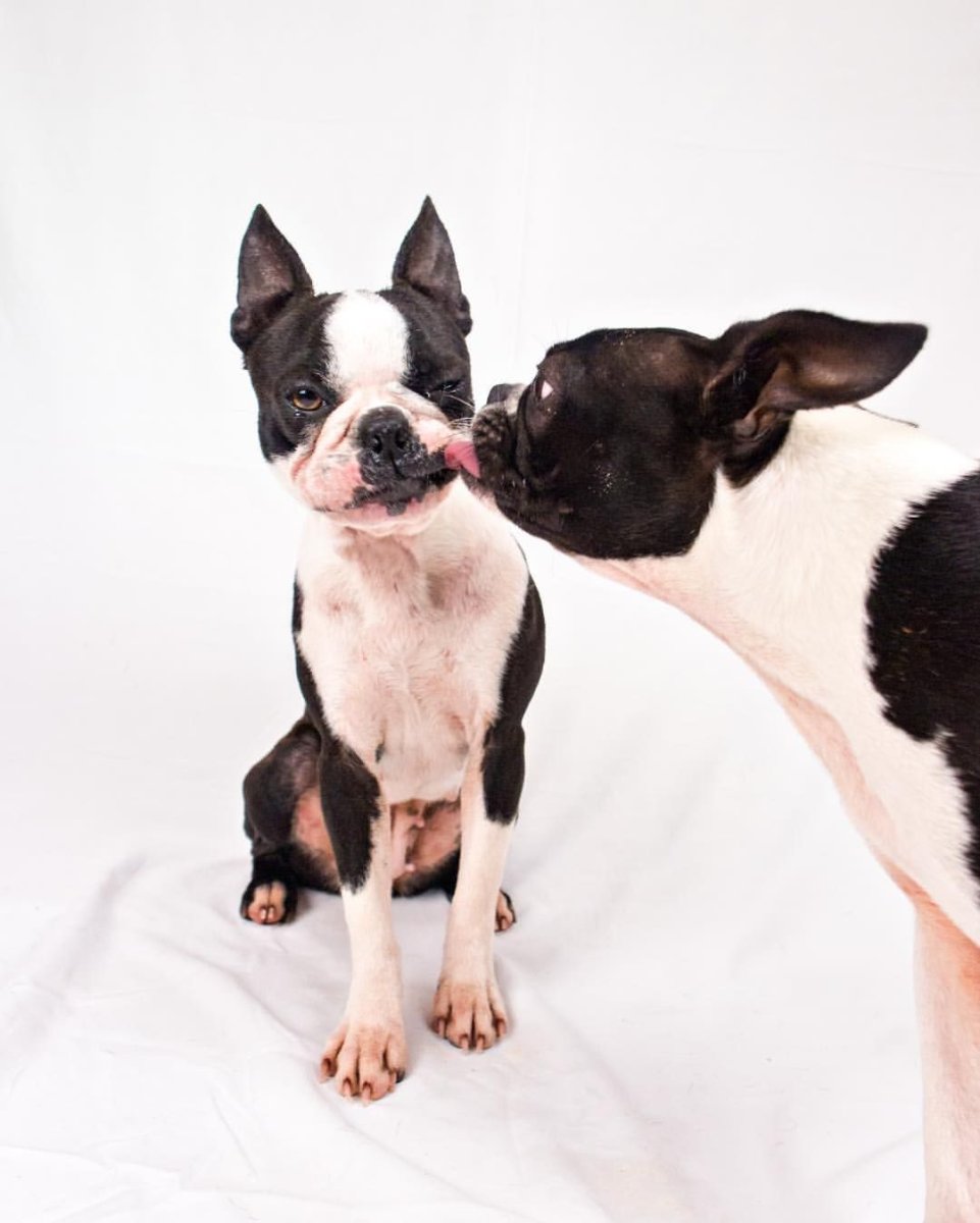 Бостонский терьер и французский бульдог
