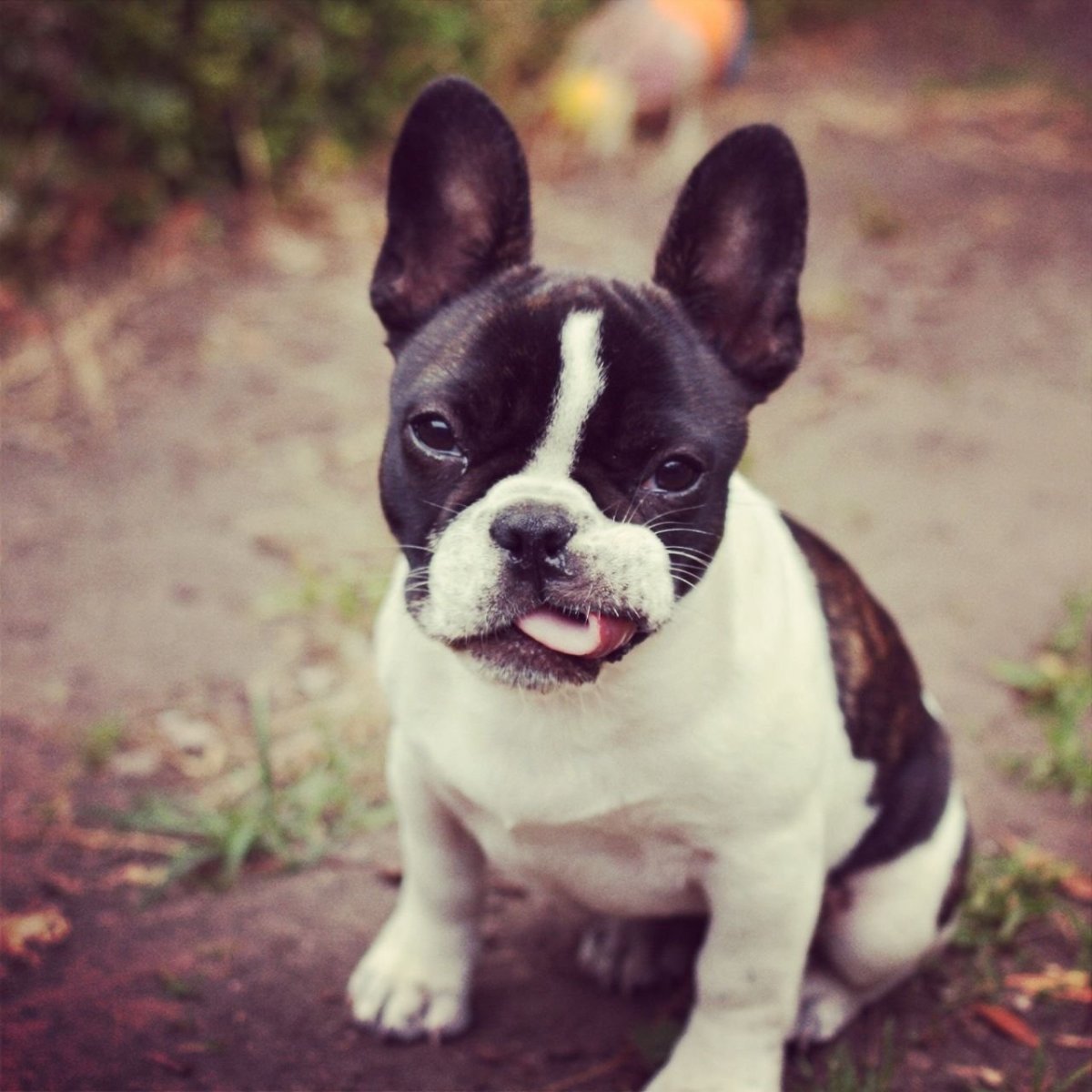 Бостон терьер рисунок