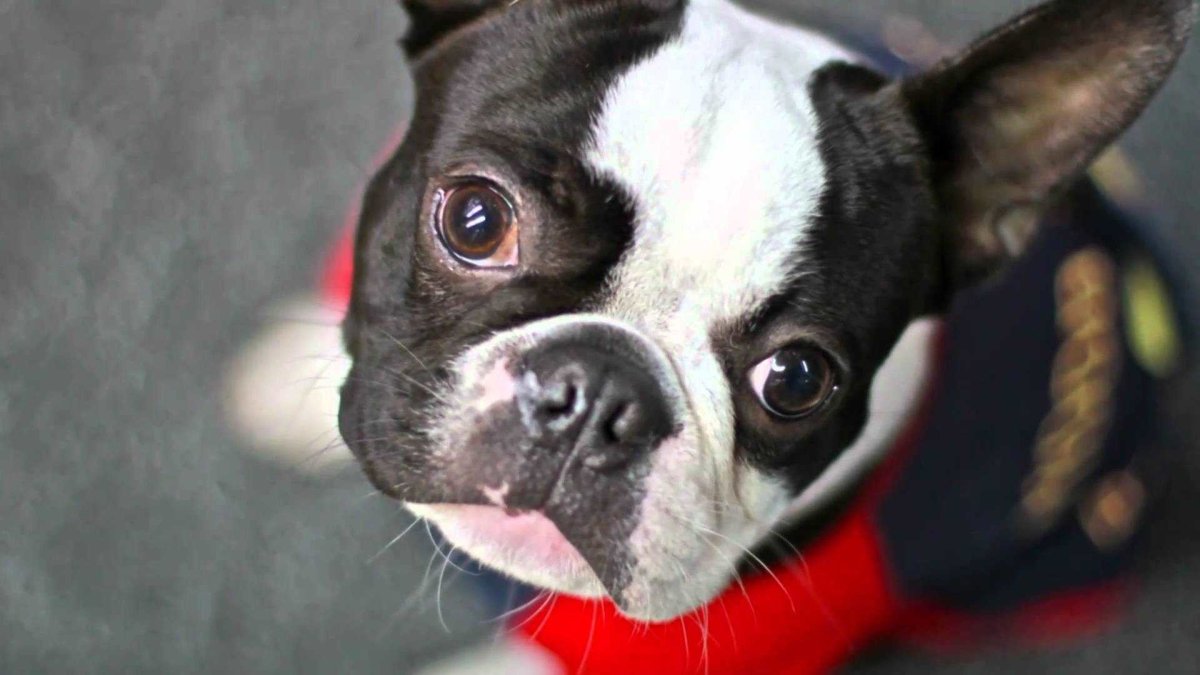 Бостон терьер