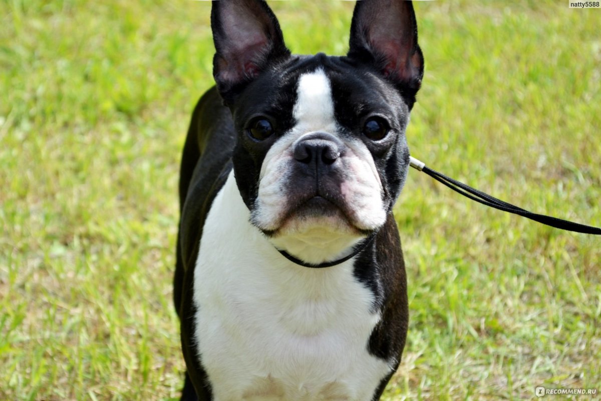 Бостонский терьер голубой