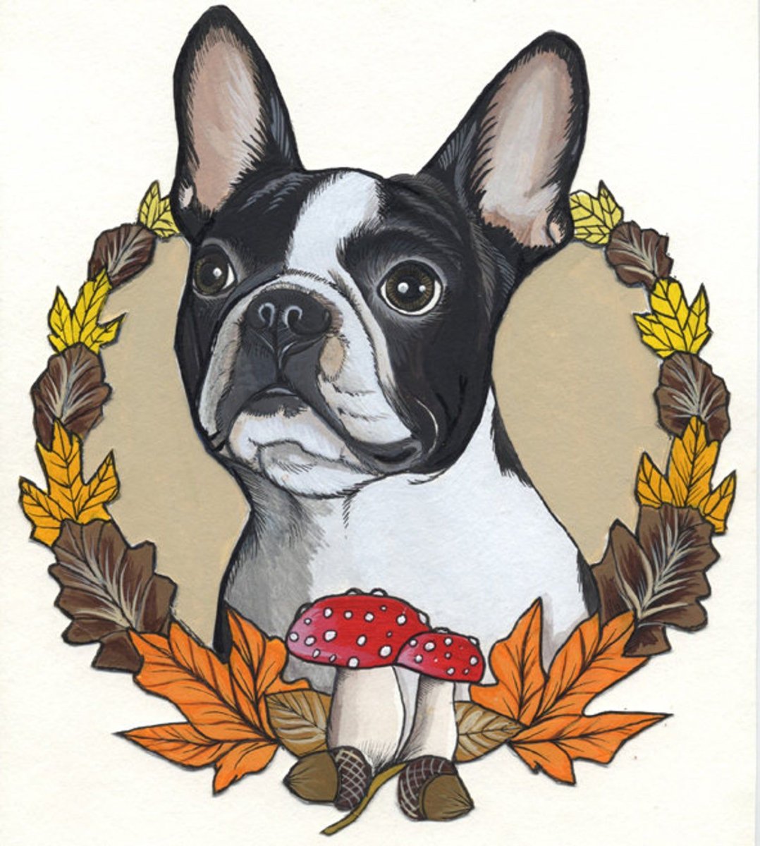 Бостон-терьер и французский