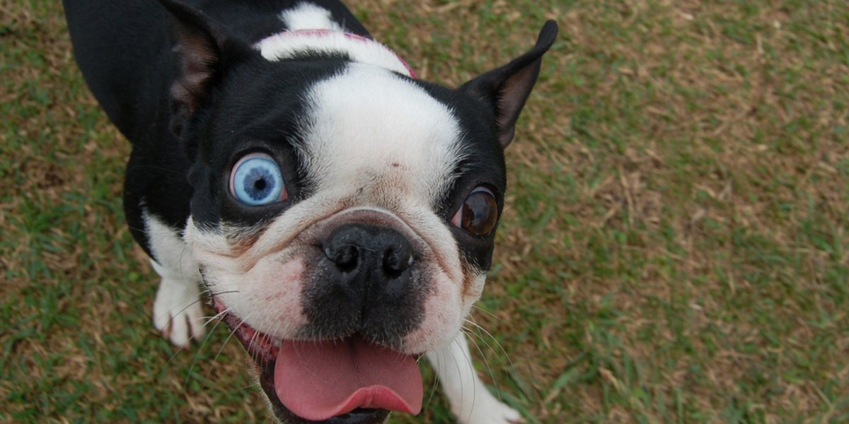 Моя собака Бостон терьер часто пукает, почему?