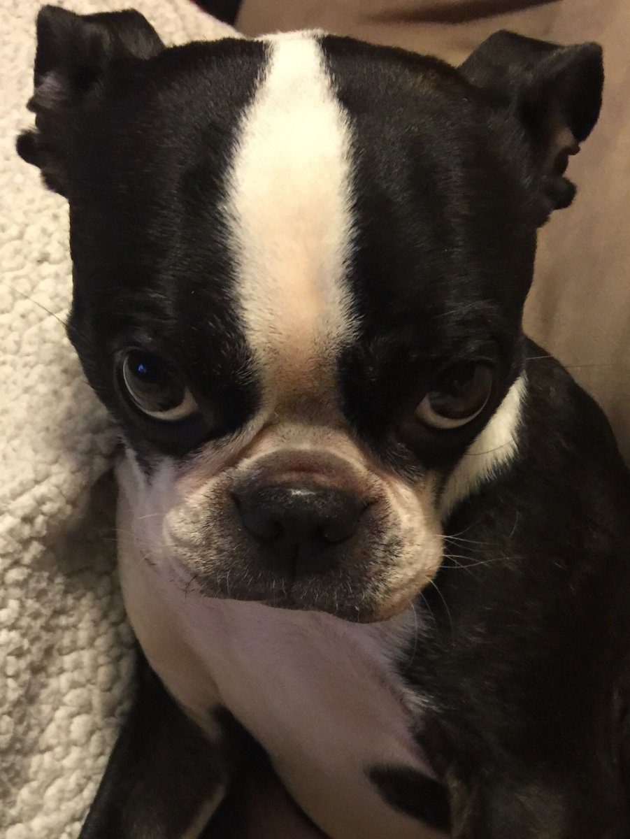 Бостонский терьер и французский бульдог