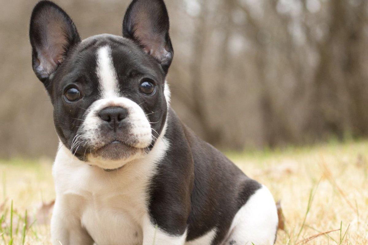 Бостонский терьер