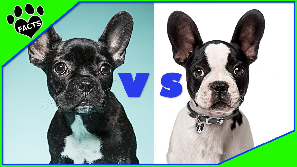 Французский терьер