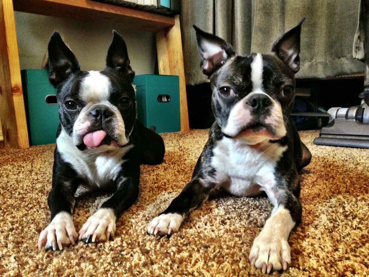 Гетерохромия Бостон терьер