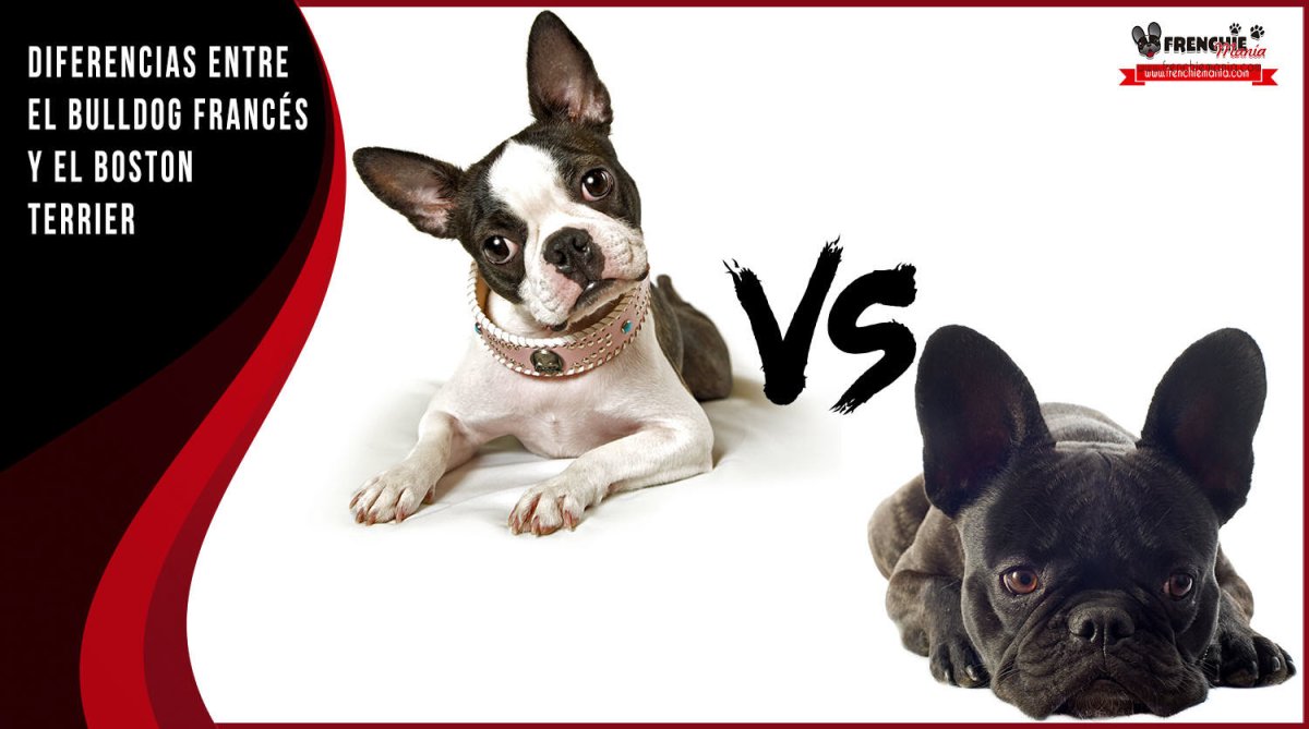 Поводок для Бостон терьера