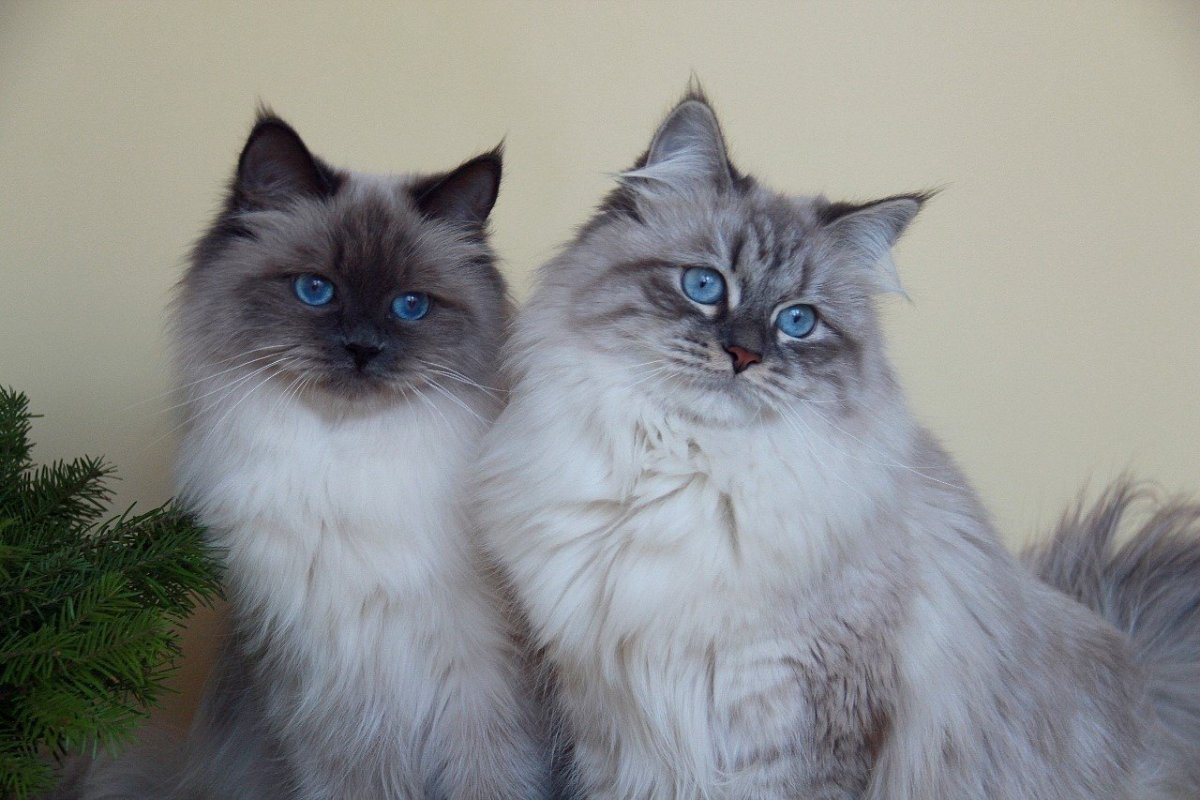 Порода кошек Сибирская маскарадная Невская
