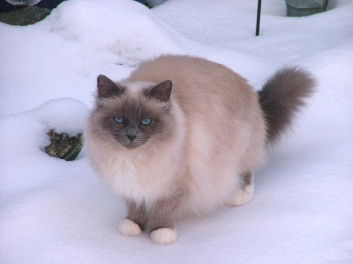 Священная Бирма Блю Пойнт