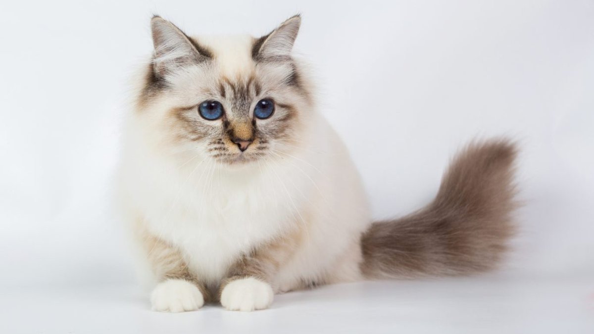 Бирманская кошка серая длинношерстная