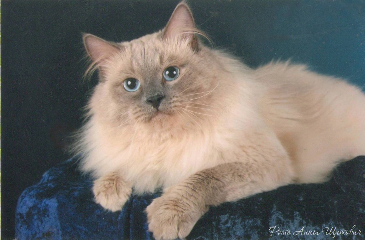 Невская маскарадная смесь