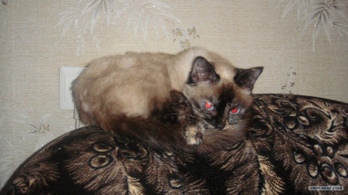 Сиамский кот смесь с бенгальским