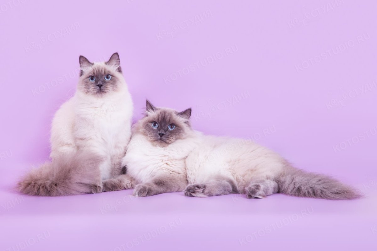 Невская маскарадная