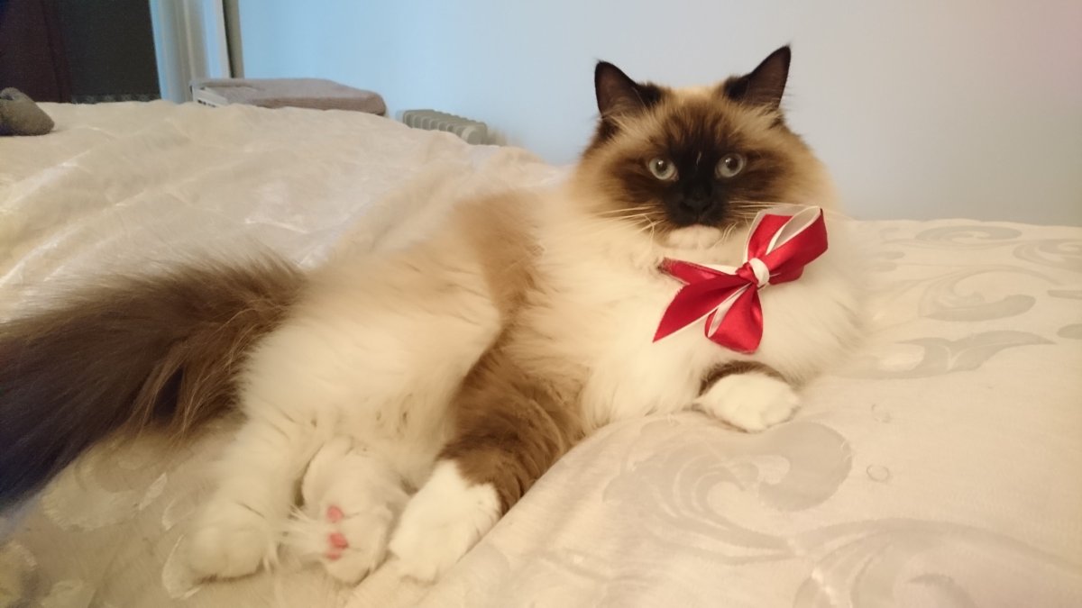 Невская маскарадная кошка