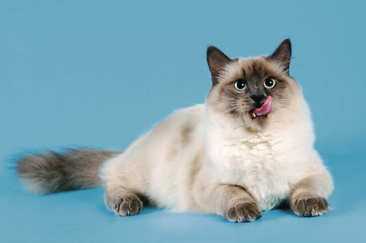 Сибирская Невская маскарадная