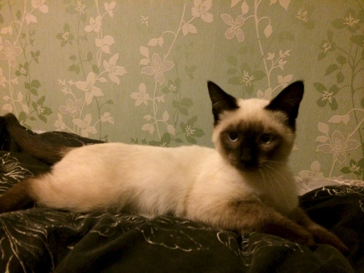 Котенок Гав сиамский