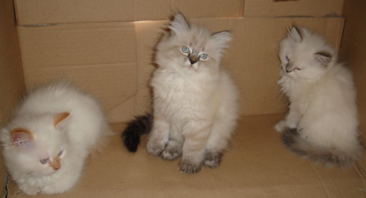 Невская маскарадная и Шотландская помесь