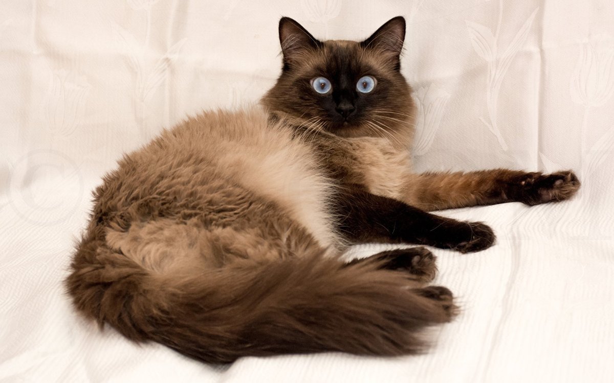 Бирманская Сиамская кошка