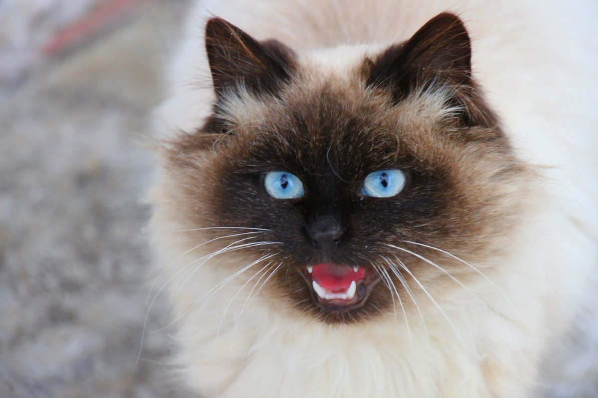 Сиамская маскарадная кошка