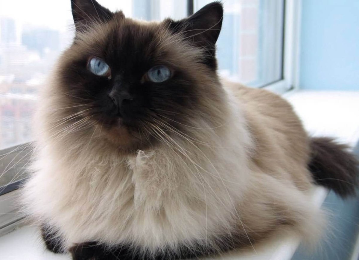 Балинезийская Рэгдолл