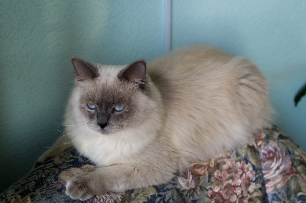 Сиамская Невская маскарадная котята