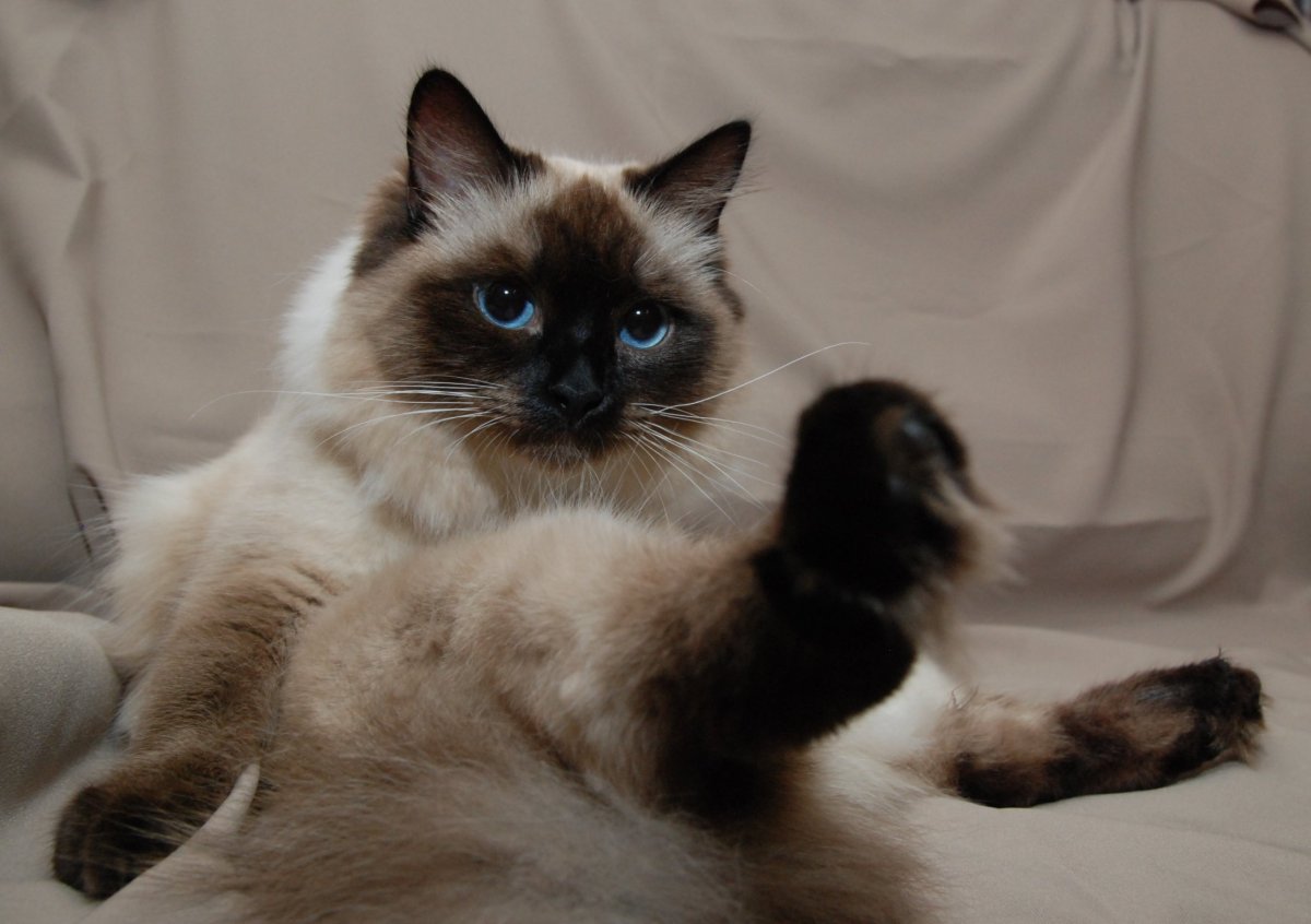 Сиамско Сибирская кошка