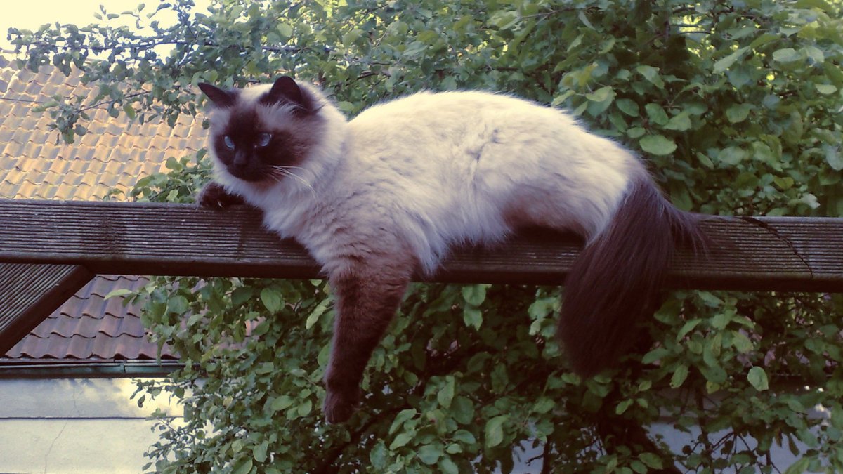 Невская маскарадная