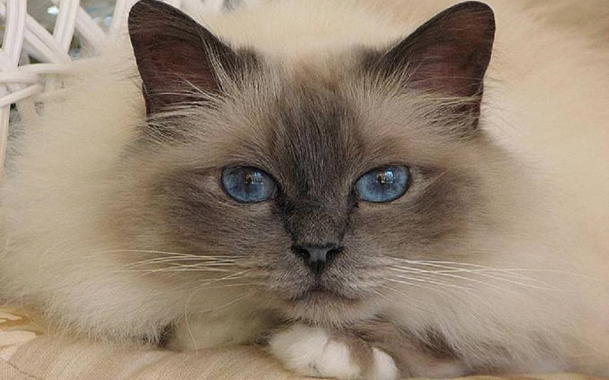 Рэгдолл бирманская Невская