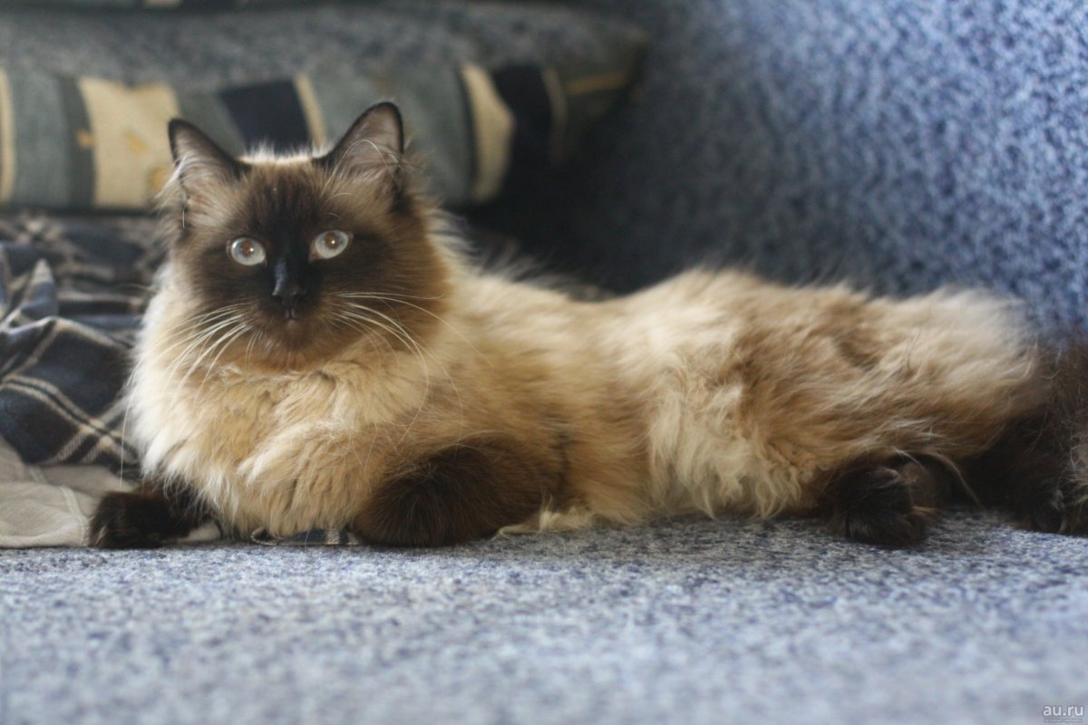 Невский маскарадный кот